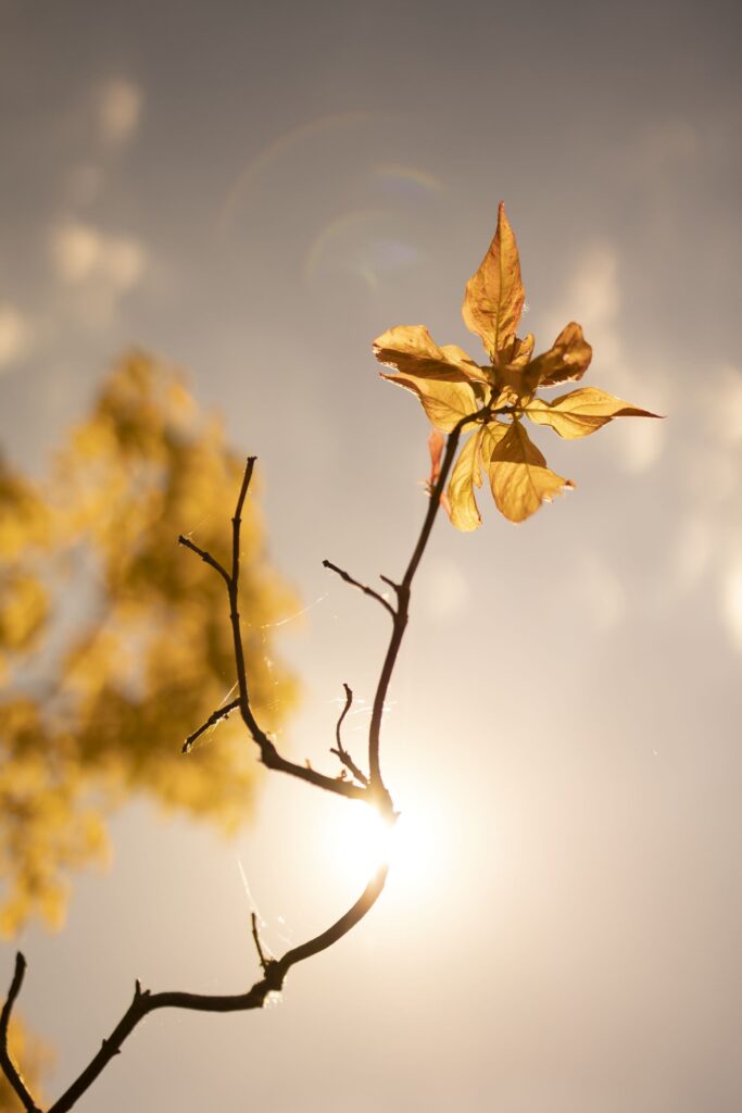 Peaceful Focus - Naturmotiver