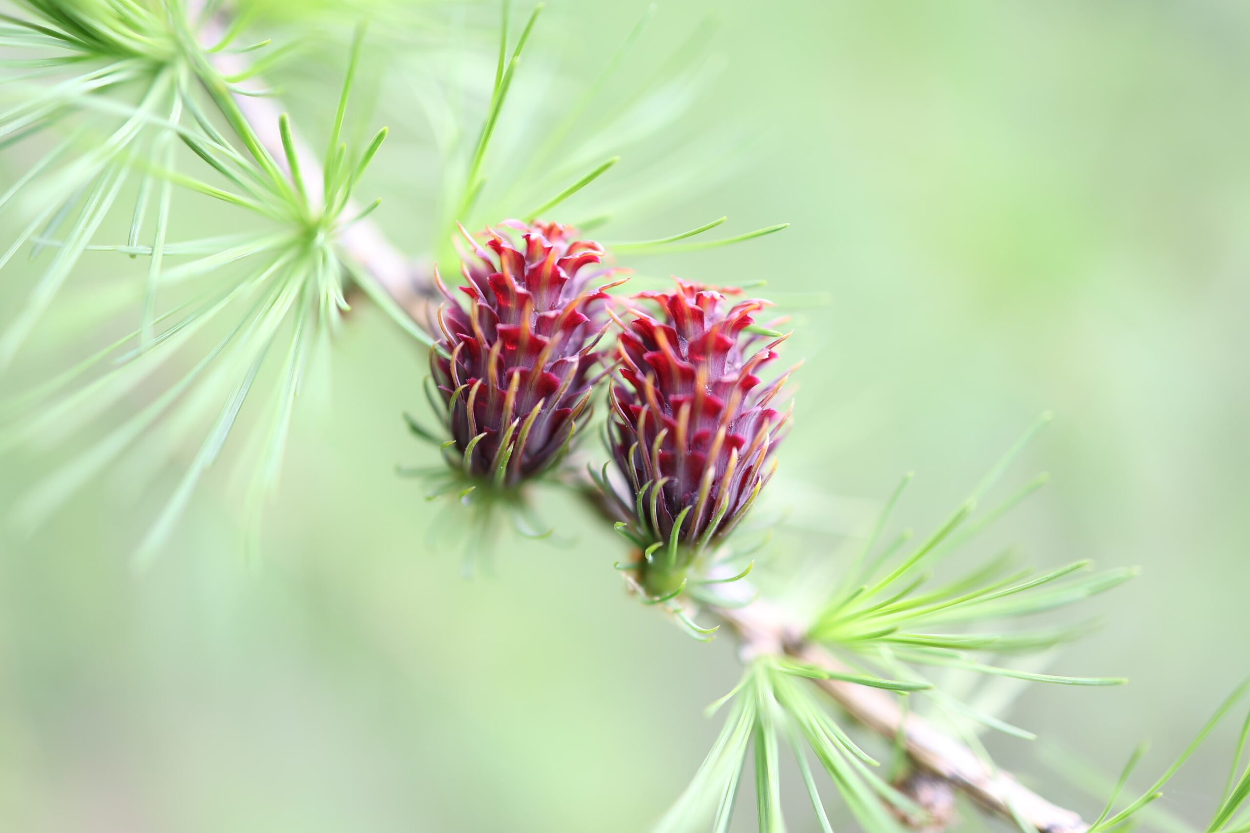 Read more about the article Sådan virker naturbilleder terapeutisk på sindet
