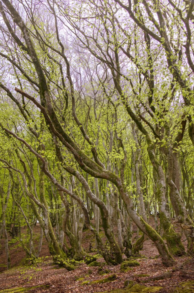 Skovbadning - Rebild bakker skov