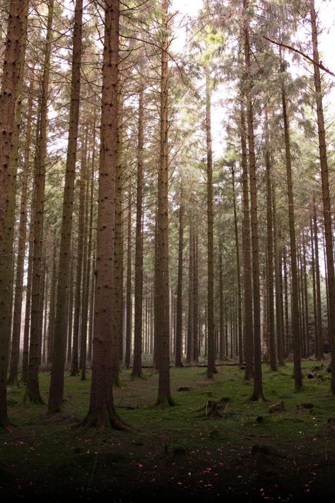 Rold skov