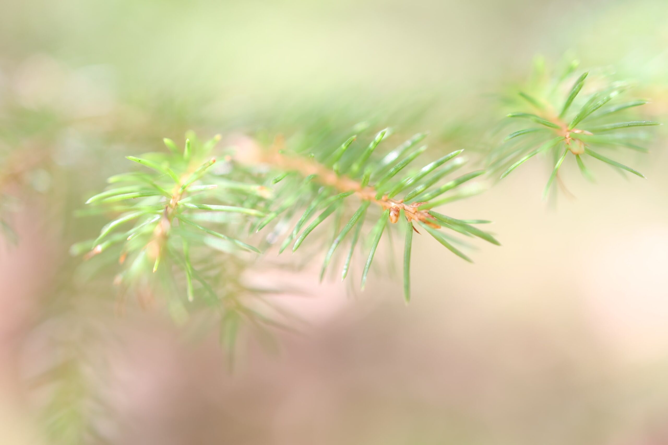 You are currently viewing Grønne farver – naturens egen genvej til balance i hjemmet