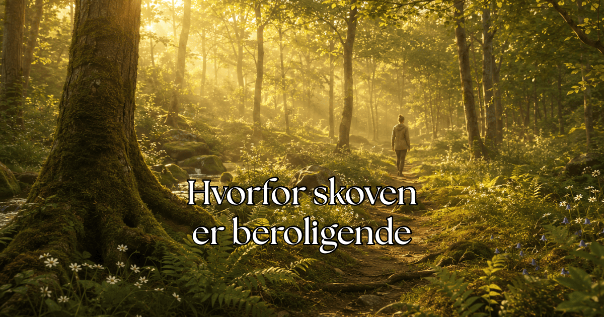 You are currently viewing Hvorfor er skoven beroligende